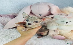 Chihuahua dogs for sale: Clara - Image 1