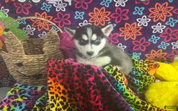 Siberian Husky dogs for sale: Pippa - Image 1