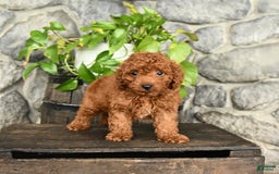 Cockapoo dogs for sale: Winston - Image 5