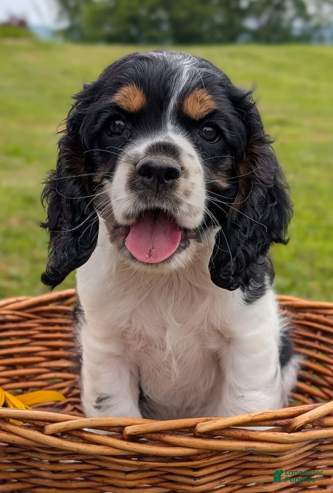 Cocker Spaniel dogs for sale: Fritz - Image 3