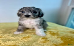 Mini Bernedoodle dogs for sale: Moon - Image 8