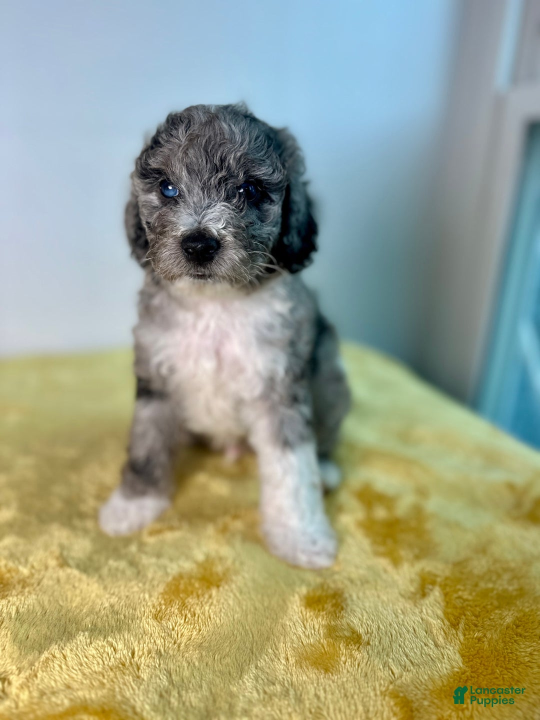 Mini Bernedoodle dogs for sale: Moon - Image 8
