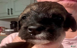 Bernedoodle dogs for sale: Green Collar Girl - Image 3
