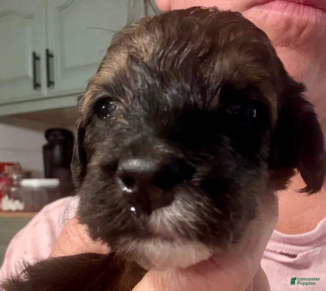 Bernedoodle dogs for sale: Green Collar Girl - Image 3
