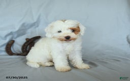 Shihpoo dogs for sale: Rex - Image 3