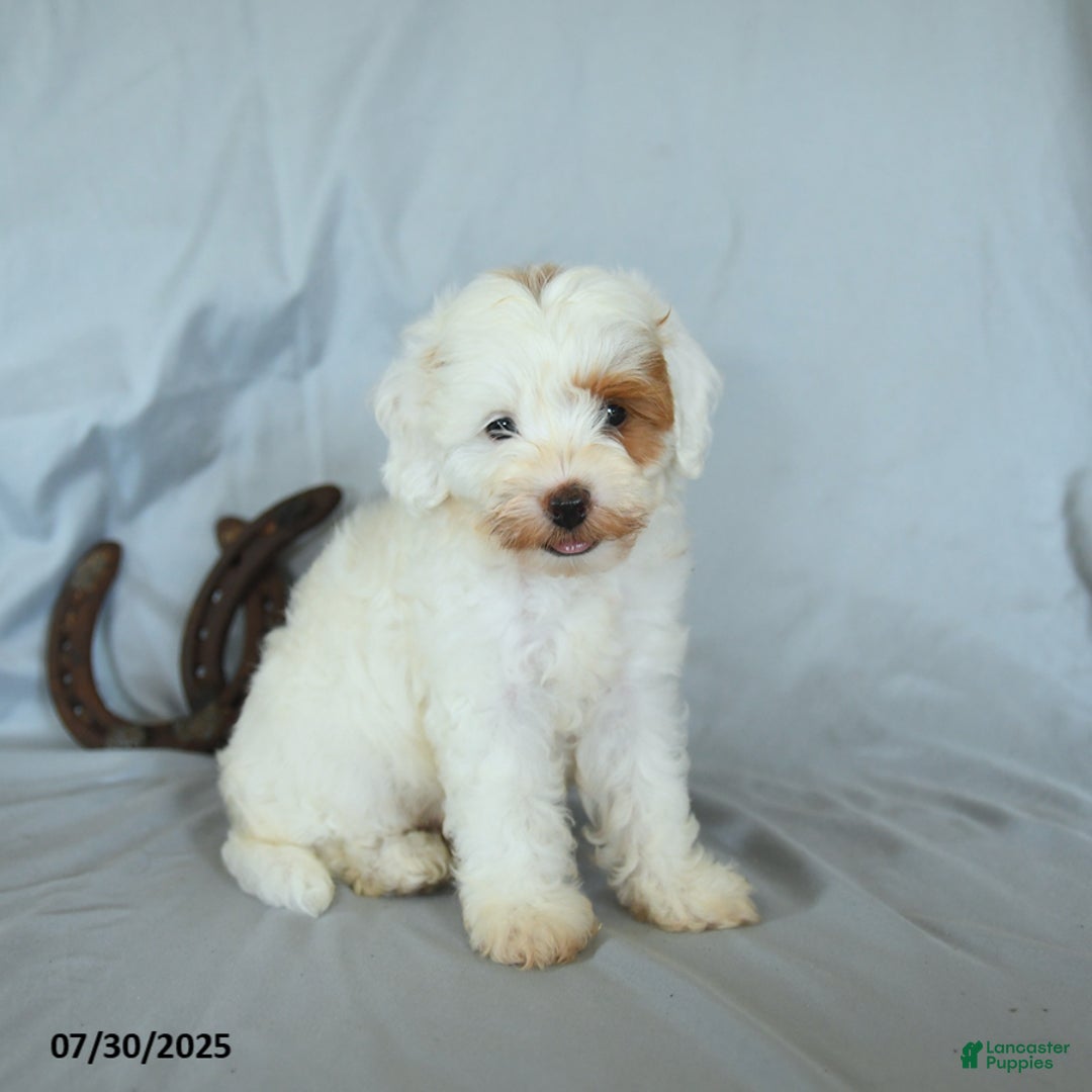 Shihpoo dogs for sale: Rex - Image 3