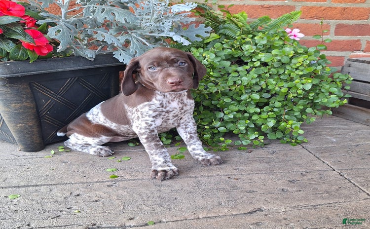 German Shorthaired Pointer dogs for sale - Ad 2