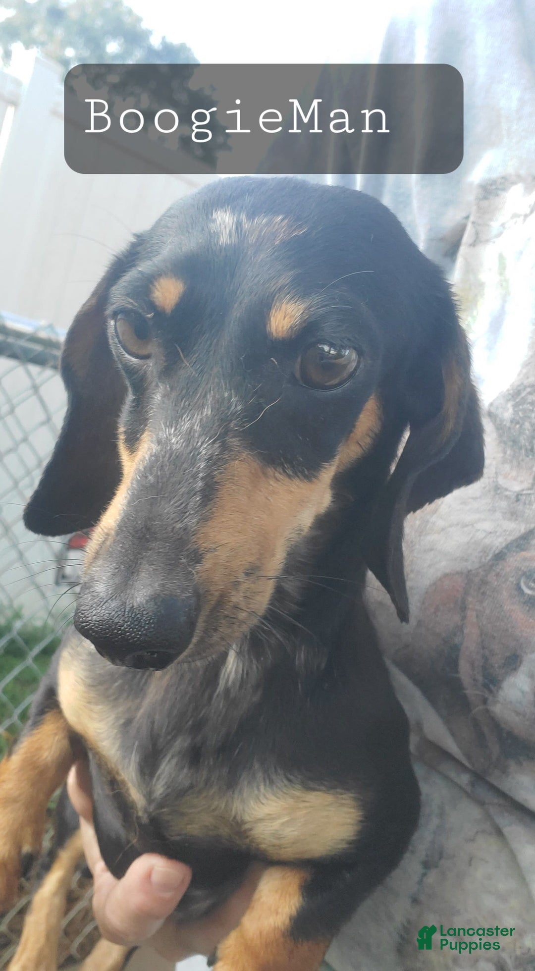 Miniature Dachshund dogs for sale: Brenda - Image 8