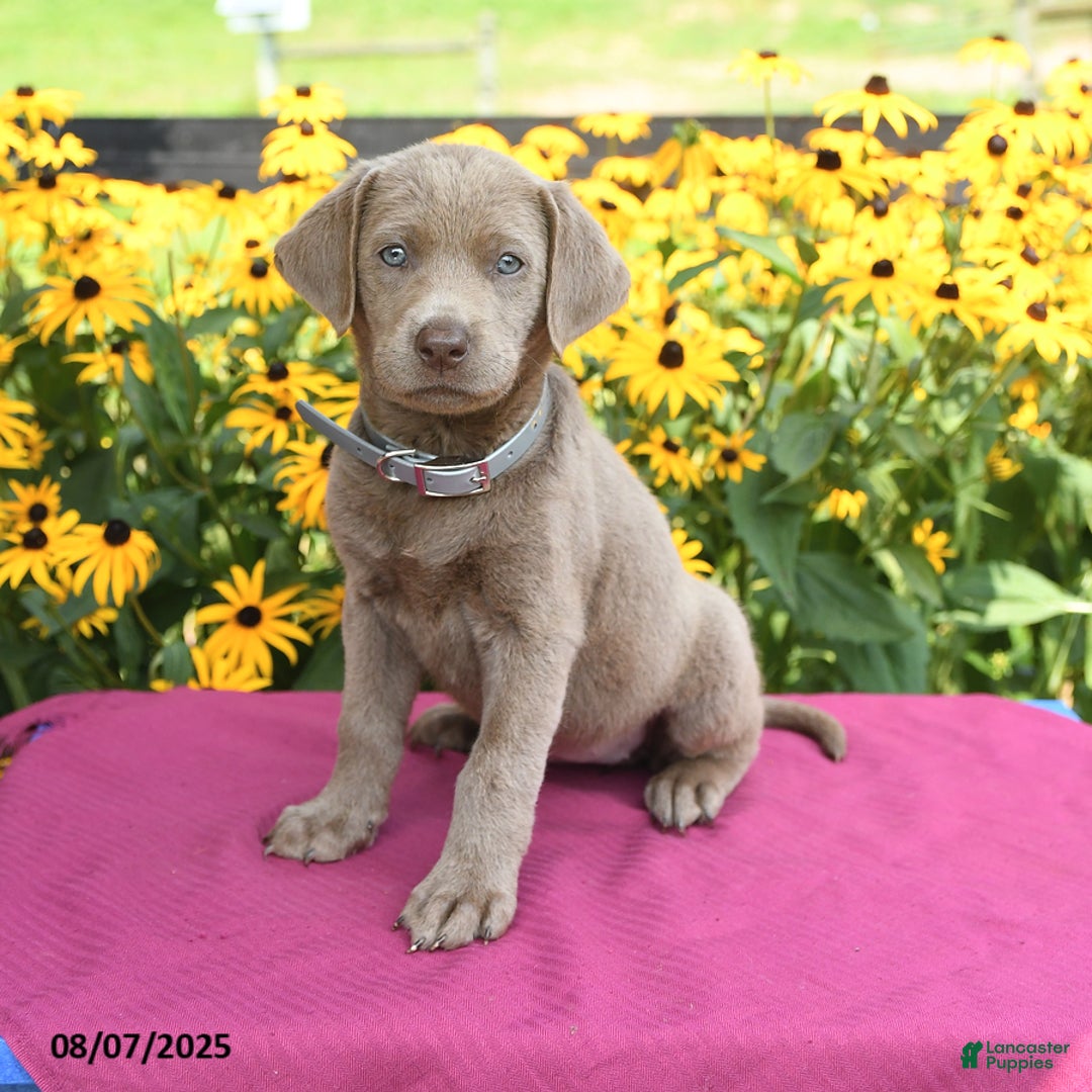 Labrador Retriever dogs for sale: Clover - Image 1