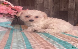 Bichon Frise dogs for sale: Bandit - Image 1
