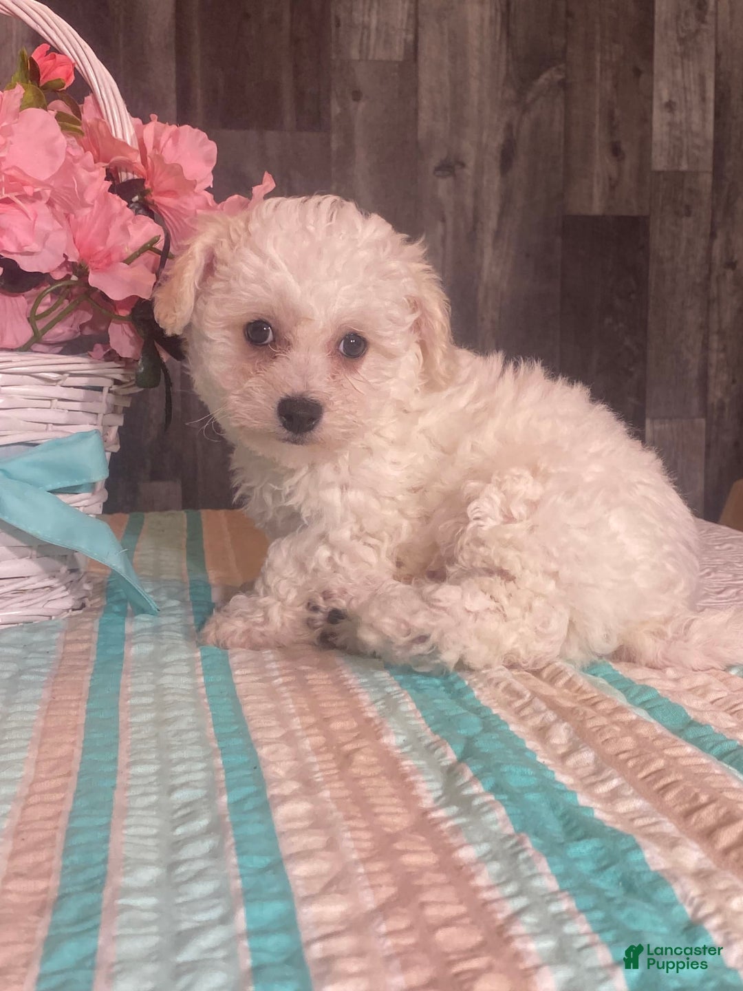 Bichon Frise dogs for sale: Bandit - Image 1