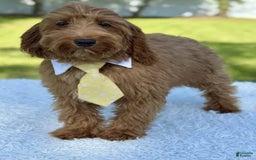 Mini Goldendoodle dogs for sale: Thiago - Image 5