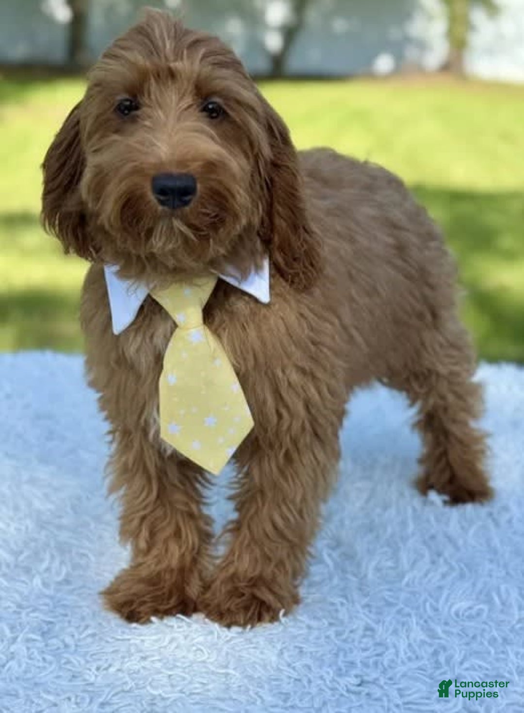 Mini Goldendoodle dogs for sale: Thiago - Image 5