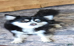 Pomsky dogs for sale: Blondie - Image 4