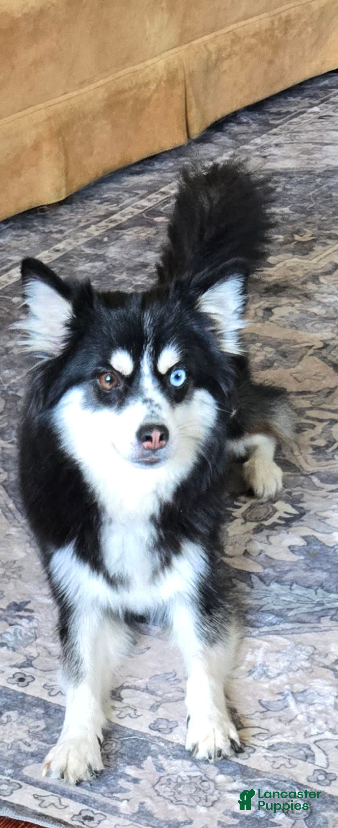 Pomsky dogs for sale: Blondie - Image 4