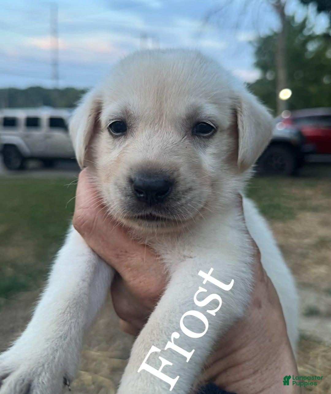 Labrador Retriever dogs for sale: Frost - Image 11