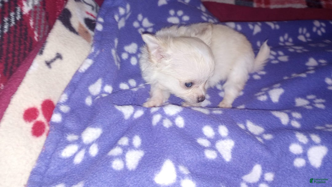 Chihuahua dogs for sale: Chester - Image 2