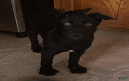 Belgian Malinois dogs for sale: Ula - Image 6