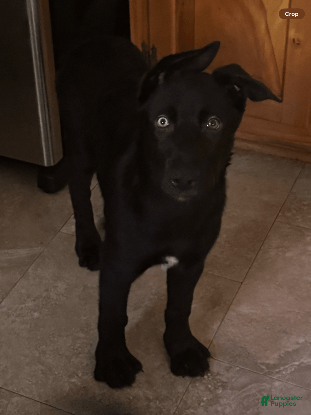Belgian Malinois dogs for sale: Ula - Image 6