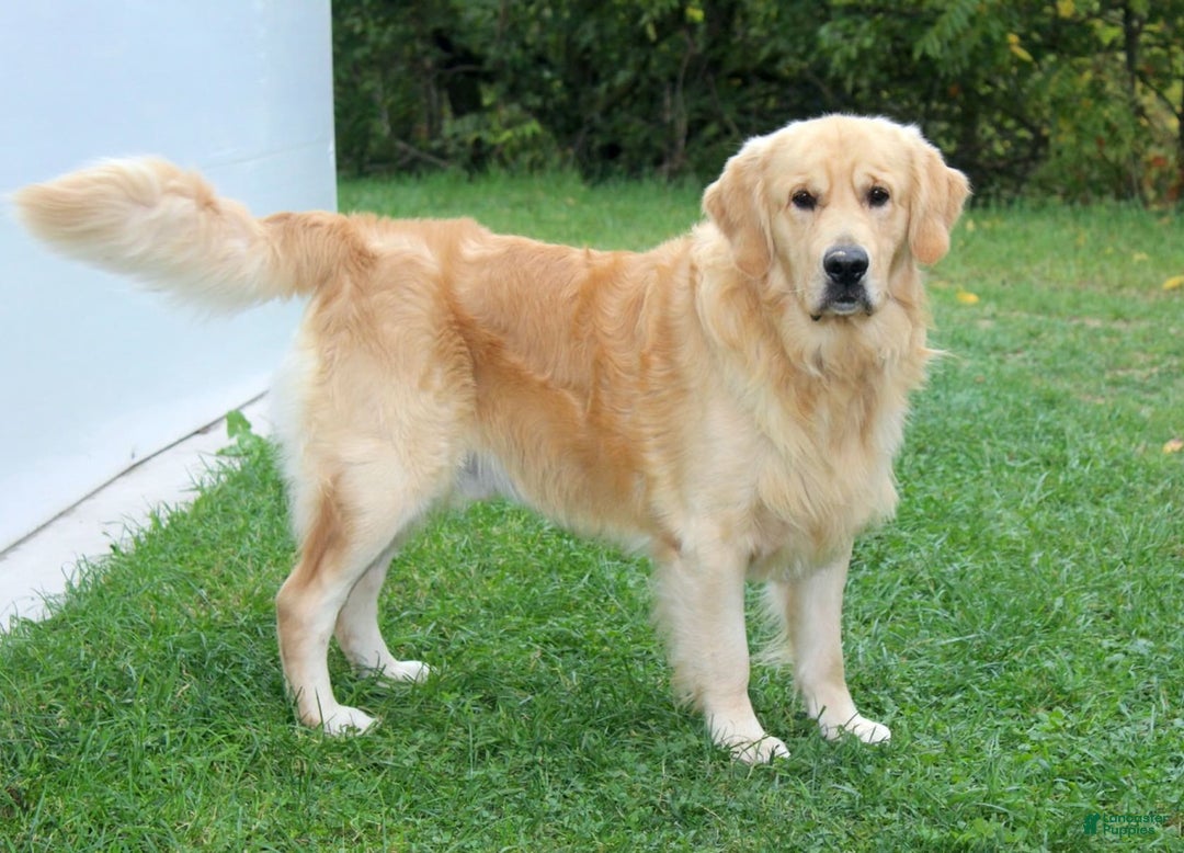 Golden Retriever dogs for sale: April - Image 11