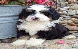 Mini Bernedoodle dogs for sale: Banjo - Image 12