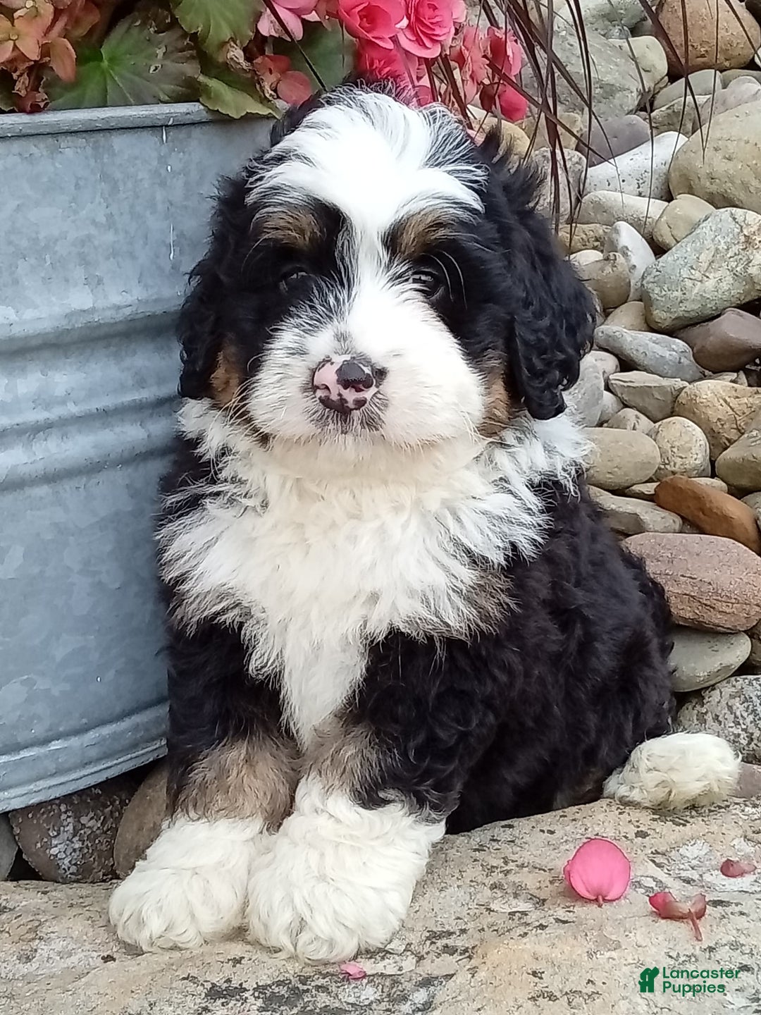 Mini Bernedoodle dogs for sale: Banjo - Image 12