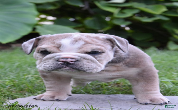 Olde English Bulldogge dogs for sale - Ad 5