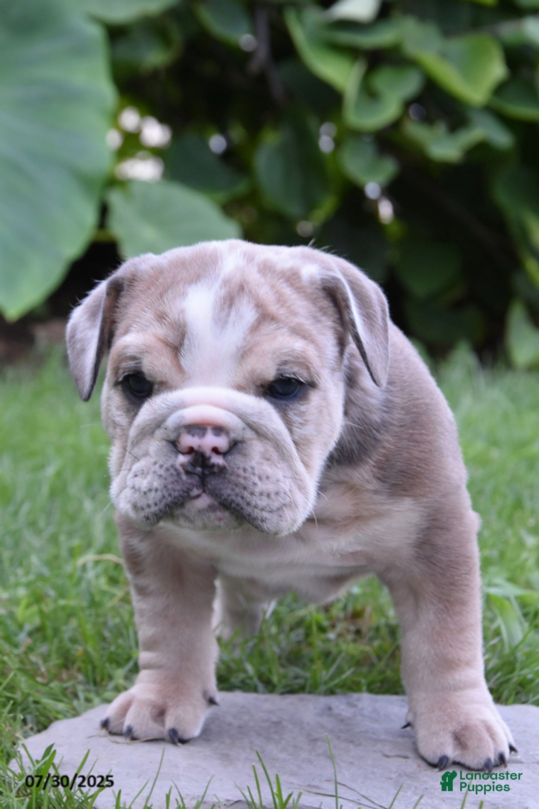 Olde English Bulldogge dogs for sale: Maxie - Image 1