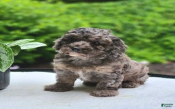 Cavapoo dogs for sale: Murphy - Image 1