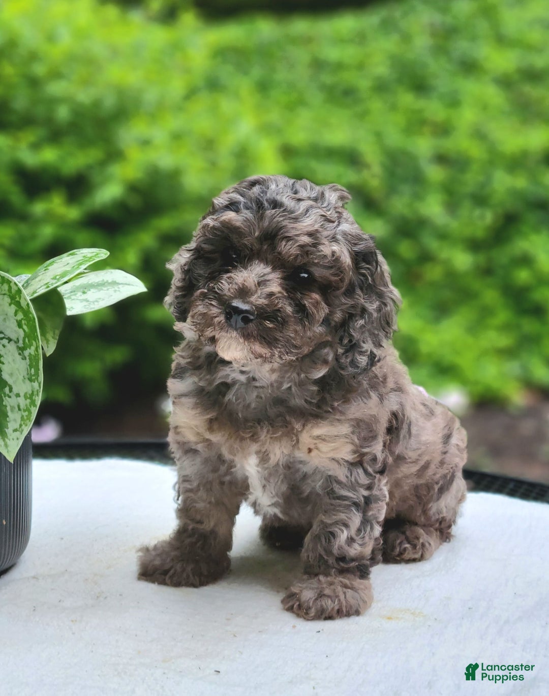 Cavapoo dogs for sale: Murphy - Image 1