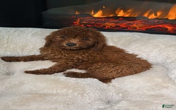 Miniature Poodle dogs for sale: Miniature Poodle 3 puppies - Image 5
