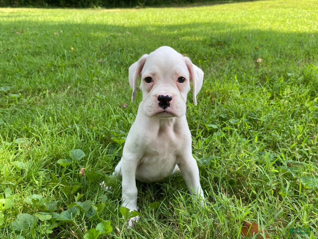 Boxer dogs for sale: Skye - Image 7