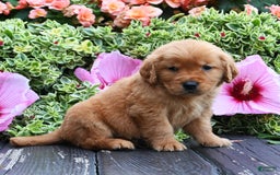 Golden Retriever dogs for sale: Wilbur - Image 1