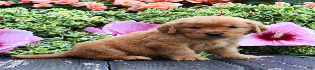 Wilbur