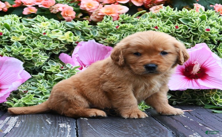 Golden Retriever dogs for sale - Ad 3
