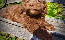 Havapoo dogs for sale: Flower - Image 10