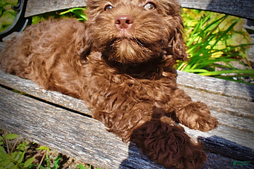 Havapoo dogs for sale: Flower - Image 10