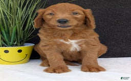 Goldendoodle dogs for sale: Emmie - Image 6