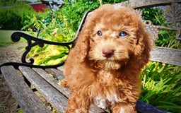 Havapoo dogs for sale: Ginger - Image 6