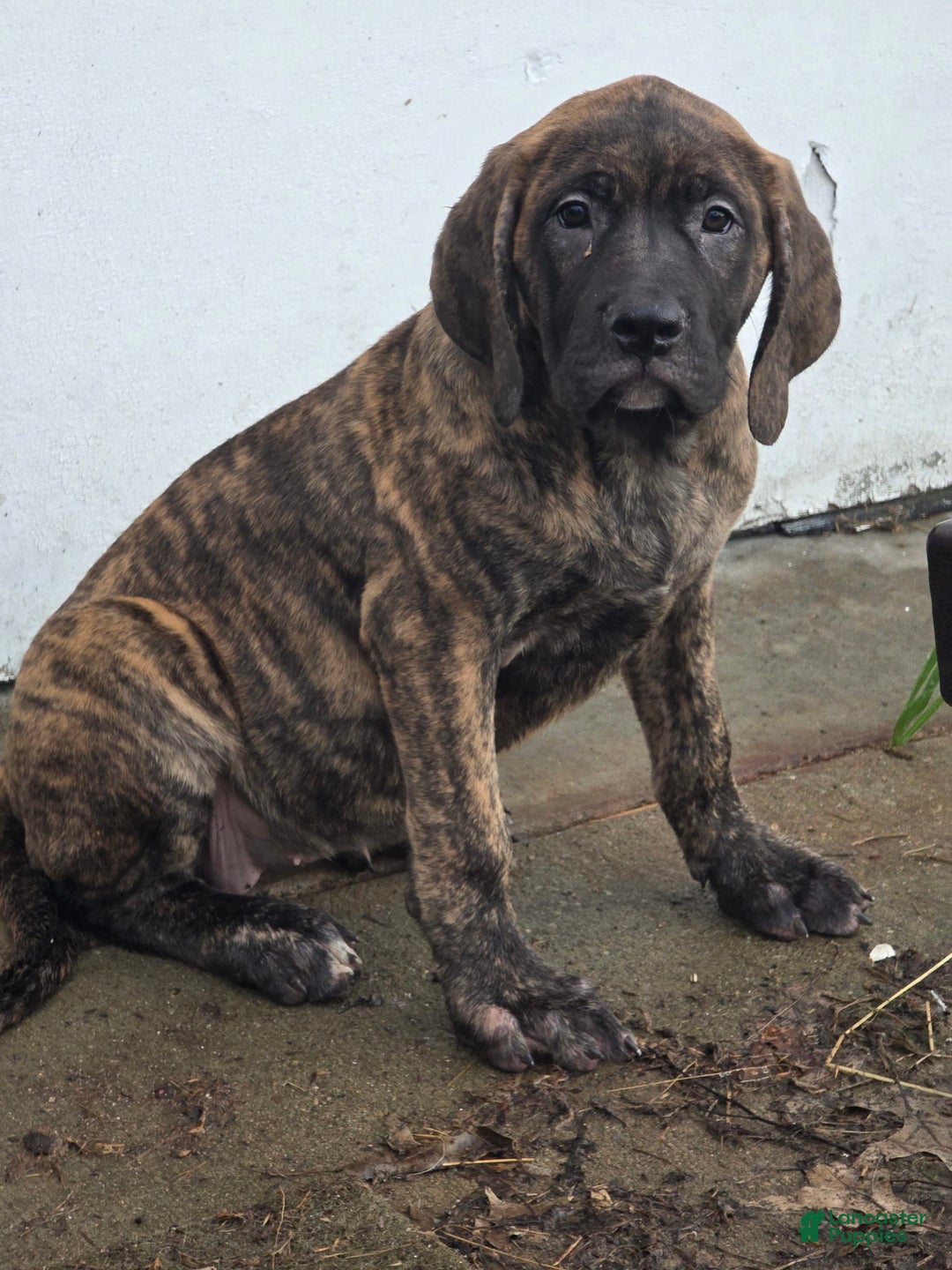 English Mastiff dogs for sale: Zoey - Image 5