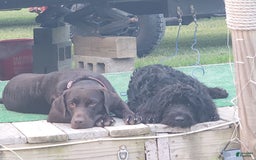 Labradoodle dogs for sale: Ruby - Image 13