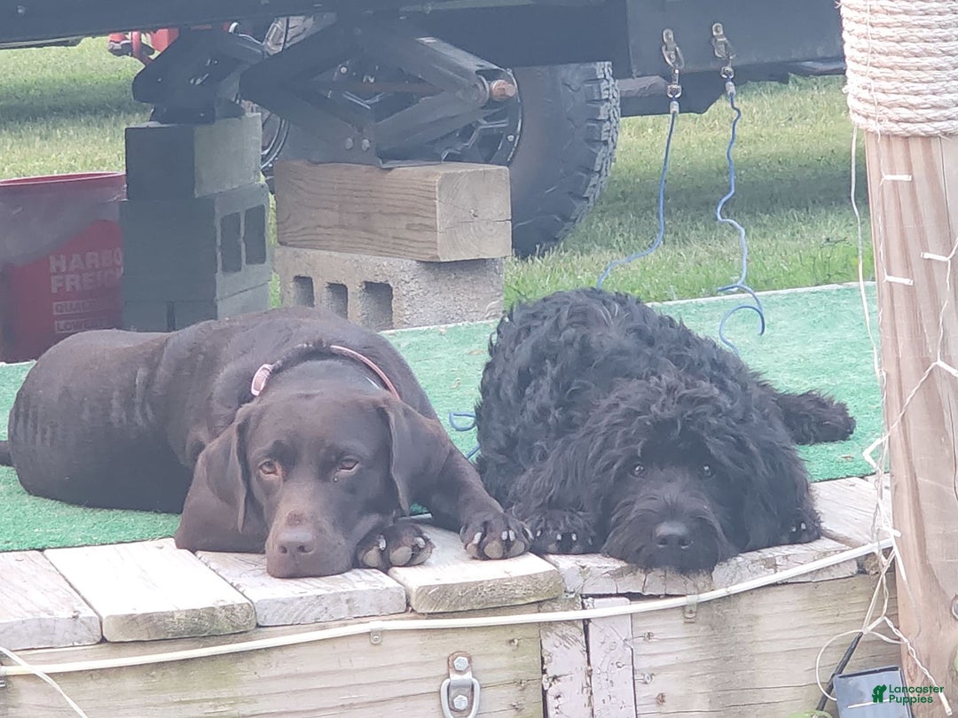 Labradoodle dogs for sale: Ruby - Image 13