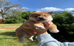 Shiba Inu dogs for sale: Koda - Image 2