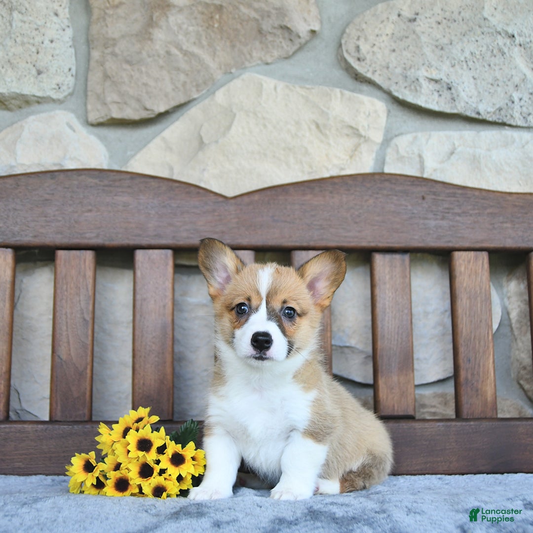 Welsh Corgi Pembroke dogs for sale: Brynnley - Image 5