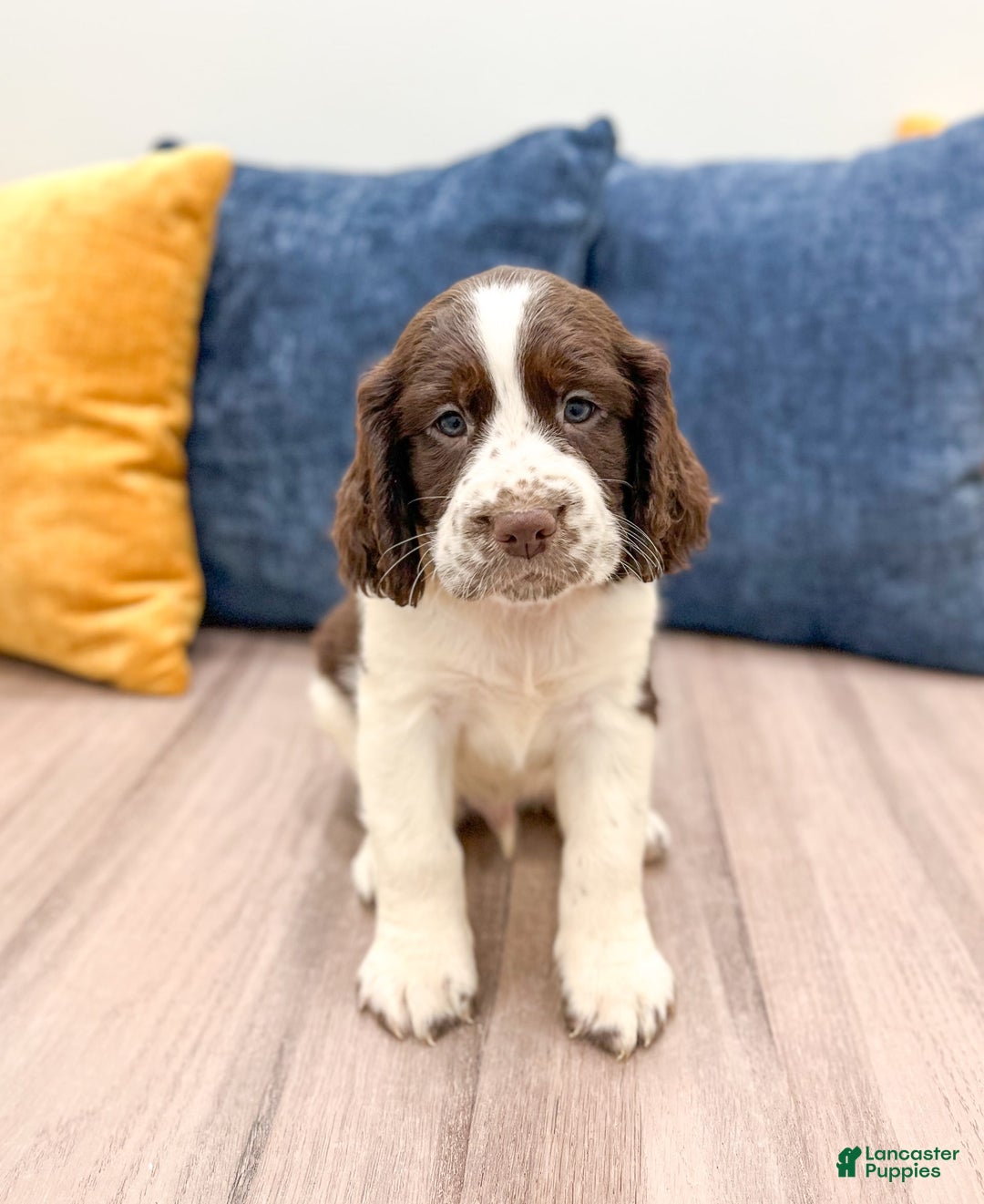 English Springer Spaniel dogs for sale: Lewis - Image 4