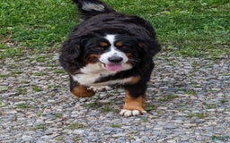 Mini Bernedoodle dogs for sale: Hershey - Image 9