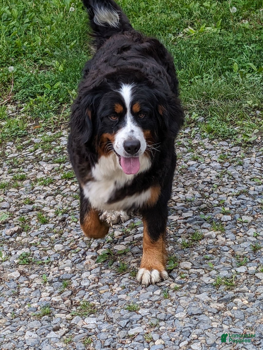 Mini Bernedoodle dogs for sale: Hershey - Image 9