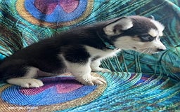 Pomsky dogs for sale: Raider - Image 3