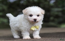 Havanese dogs for sale: Bryon - Image 7