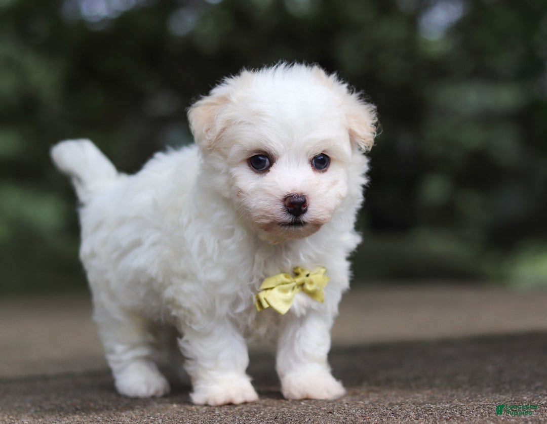 Havanese dogs for sale: Bryon - Image 7